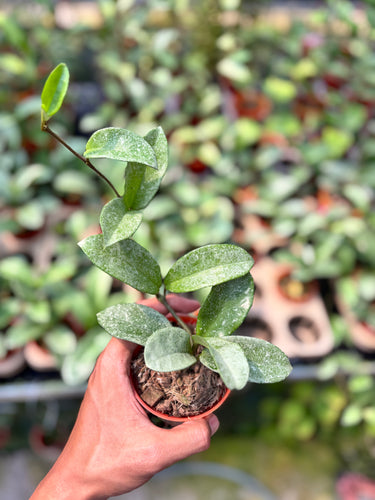 Hoya Carnosa Nova Ghost