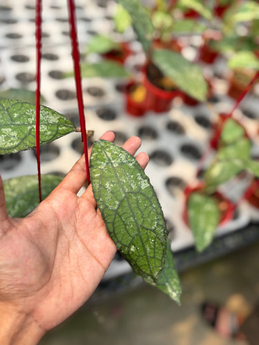 Hoya Clemensiorum Gatokaca