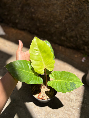 Philodendron Jungle fever variegated