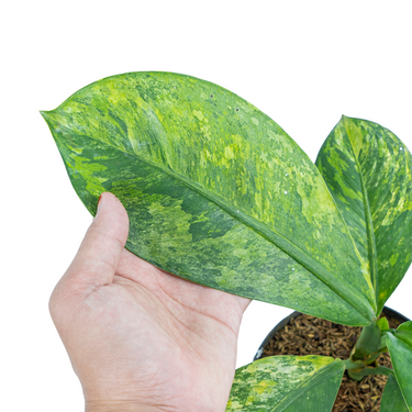 Dieffenbachia aurea variegated
