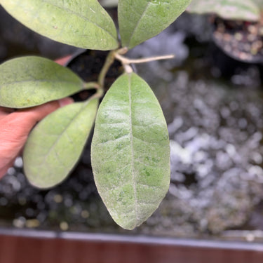 Hoya Forbesii Silver Sp.Borneo