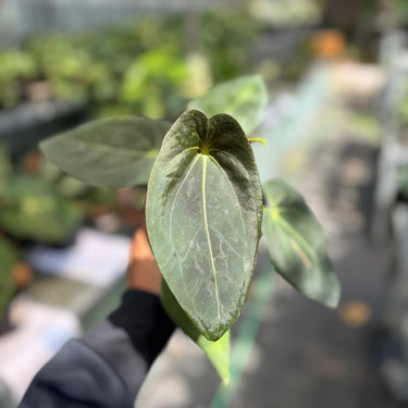 Anthurium Red Spider