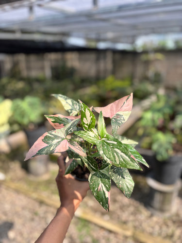 Syngonium Red Spot Tricolor