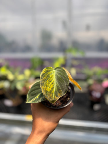 PS0954 Melano Orange Variegated