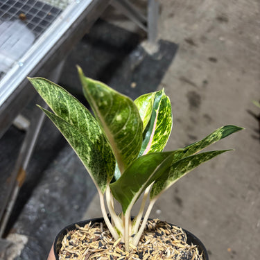 Aglaonema Donacarmen Santi
