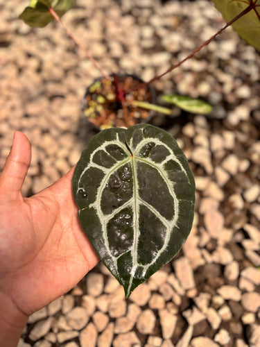 PS0939 Anthurium Silver x KOS x Michelle