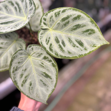 PS0908 Anthurium Silver Chrome