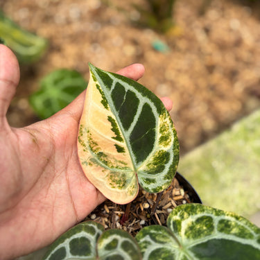 Anthurium Red Crystallinum Hybrid Variegated
