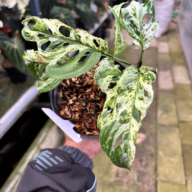 PS0915 Monstera Adansonii Mottled
