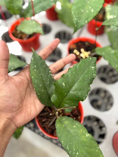 Hoya Dragon Mutated