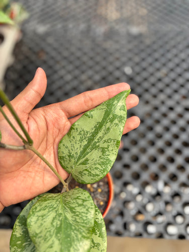 Hoya Sp 04 Silver