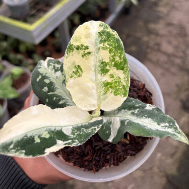 Aglaonema Pictum Bicolor Variegated