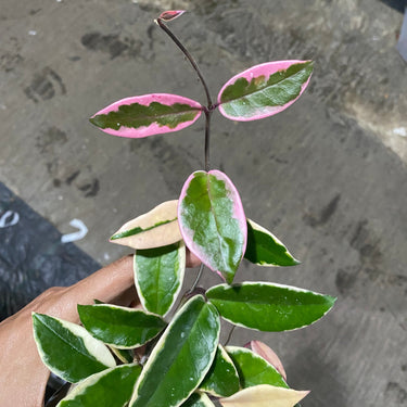 Hoya Carnosa Flamingo Dreams