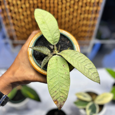 Hoya Sultan Aceh