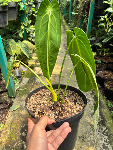 Anthurium Warocqueanum - Mature size - Plantstop.us