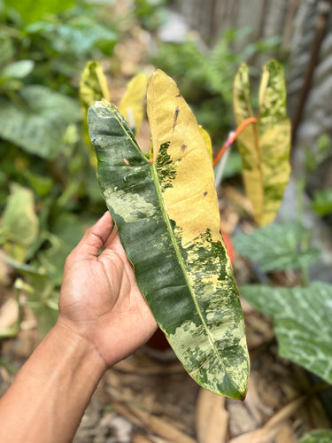 Ps10-53 Philodendron Billietiae Variegated - Mature