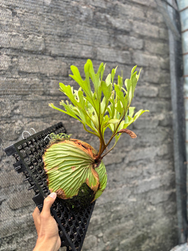 Ps10-45 Platycerium Ridleyi - Big