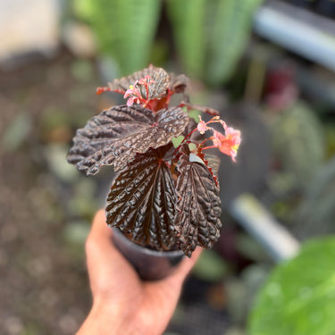 Begonia Blood Of Black Sp Papua