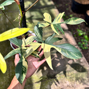 Philodendron Florida Beauty - Mature Size