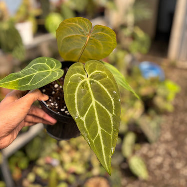 Anthurium Bvit x Michelle Variegated
