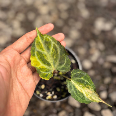 Anthurium Muchlis Hybrid
