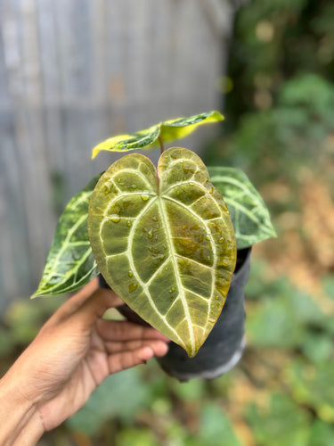 Ps10-52 Anthurium Forgetii Aus x Carla Michelle Variegated