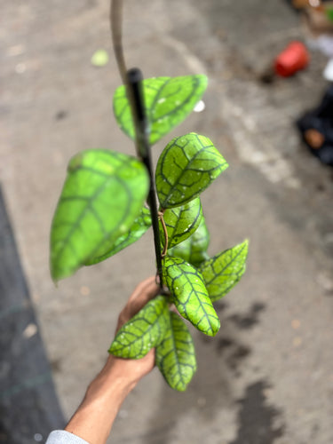 Hoya Callistophylla Vena