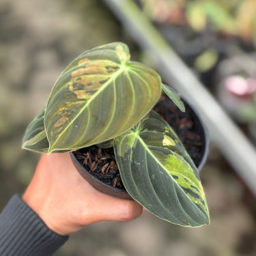 Philodendron Melanochrysum Variegated