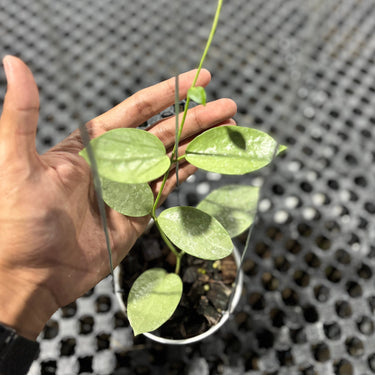 Hoya Moon Blush (Aff Vitellina x Sp Sumbawa)
