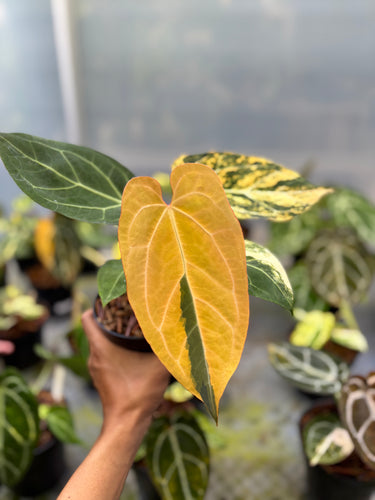 Anthurium Magna Porti x Ferrari Variegated