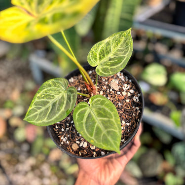 Anthurium Hellboy
