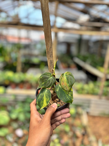 Philodendron micans variegated