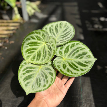 Anthurium Dorayaki Silver “thick vein”