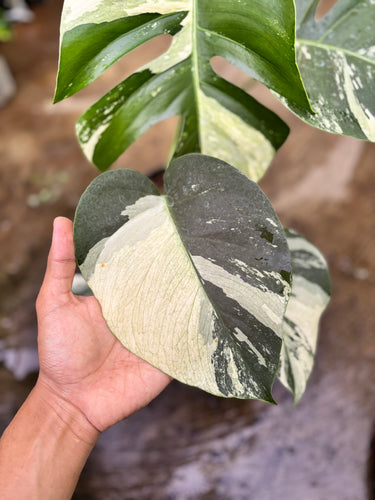 Ps10-59 Monstera Jungle Mint Variegated