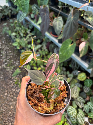 Philodendron Micans Pink Variegated