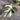 Monstera Jungle Mint Variegated