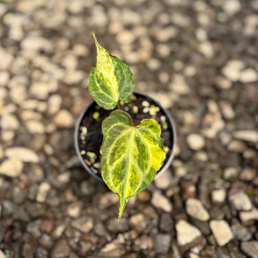 Anthurium Muchlis Hybrid