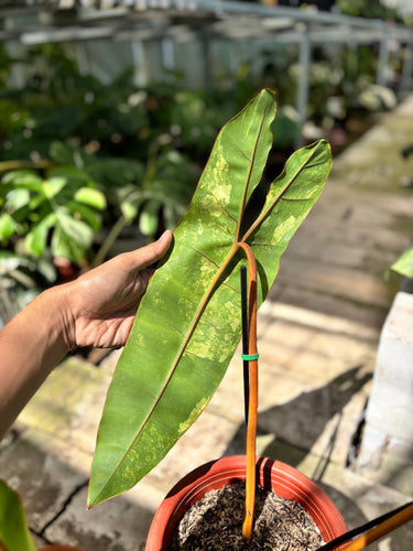 Ps10-57 Philodendron Billietiae Variegated - Extra Mature