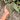 Ps10-09 Anthurium Delta Force