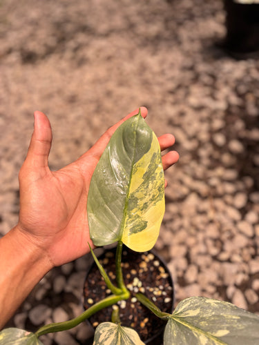 PS0945 Philodendron Hastatum Silver Sword Variegated - Mature