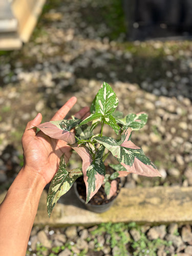 Syngonium Red Spot Tricolor