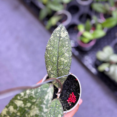 Hoya Clemensiorum Black Patina
