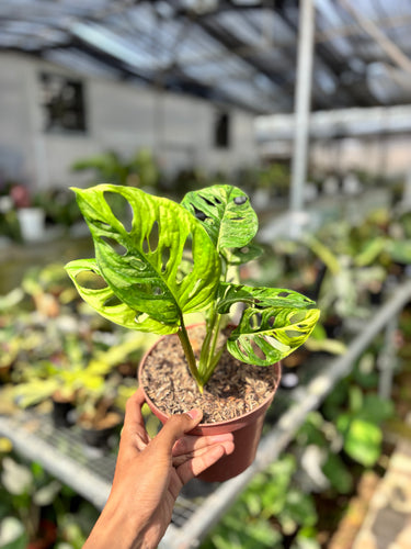 Ps10-28 Monstera Adansonii Aurea Variegated