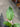 Hoya Sp Aceh Brontofolia