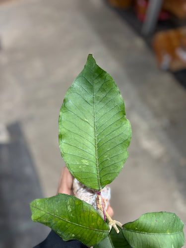 Hoya Sp Aceh Brontofolia