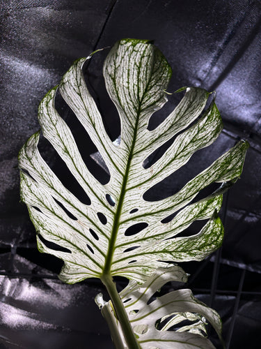Monstera Devil Monster