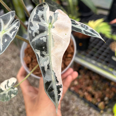 Alocasia bambino variegated