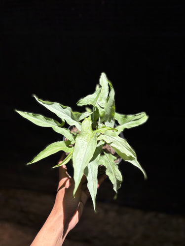 Syngonium White Narrow