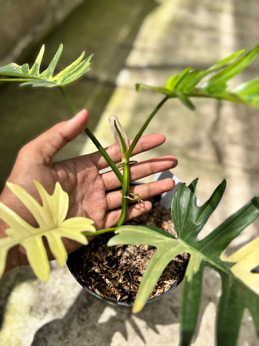 PS0929 Philodendron Beauty x Tortum