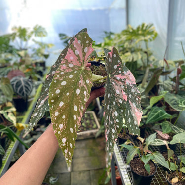 Begonia Maculata Variegated